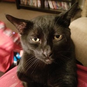 Meet your Posher, Angye